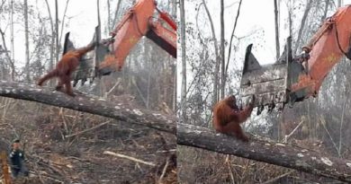 Heartbreaking Footage Shows Orangutan Fighting Off An Excavator While It Destroys His Home (VIDEO)