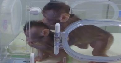 World’s First Monkey Clones