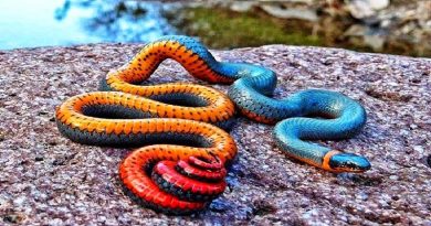 The Ring-Necked Snake (Diadophis Punctatus)