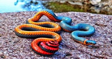 The Ring-Necked Snake