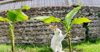 The Hidden Dangers Lurking In Your Garden That Could Be Harmful To Your Pets