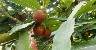 Pudding Fruit