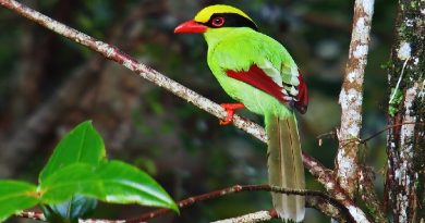 Vivid Green Magpie