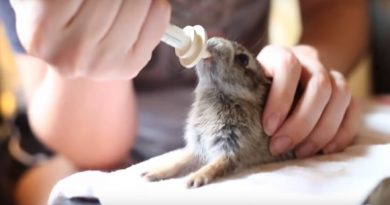 Rescued Baby Rabbit