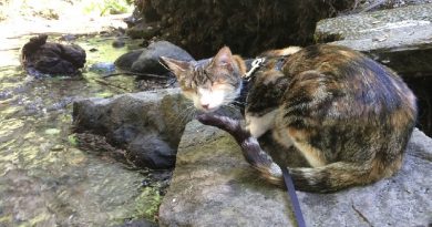 Powerful,  Meet Honey Bee, The Rescued Blind Cat Who Loves Hiking (VIDEO)
