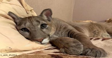 Puma Rescued