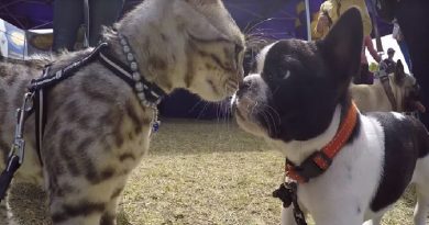 Cat To A Dog Show