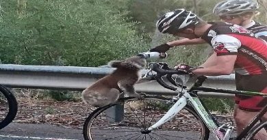 koala for a drink