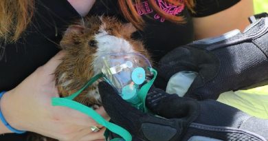 Firefighters Refuse To Let Guinea Pig Die In Burning House