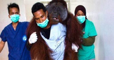 Carrying This Orangutan Back