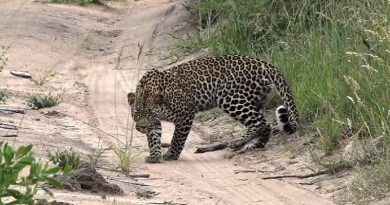 Mongoose Makes Narrow Escape After Sprinting Into A Leopard (VIDEO)
