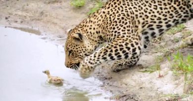 Baby Bird Narrowly Escapes Hungry Leopard (VIDEO)