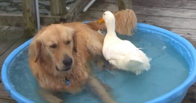 Dog Sees Duck