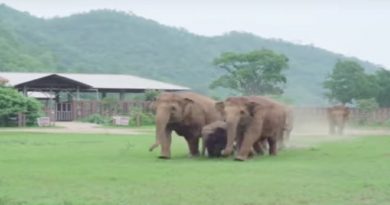 Elephants Run To Greet A New Rescued Baby Elephant At Sanctuary (VIDEO)