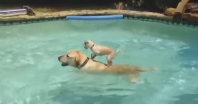 How This Chihuahua Crosses The Swimming Pool Is Just Too Epic!