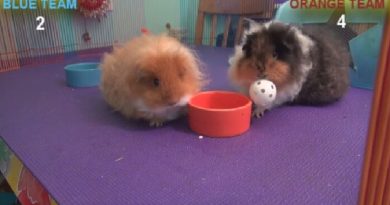 Guinea Pigs