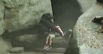 kid falls into gorilla