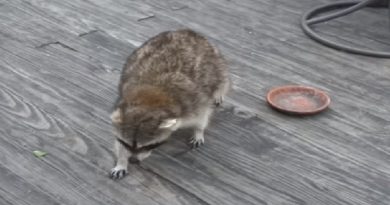 Woman Gives Food To Half-Blind Raccoon For Five Years, Then Hits Records When He Brings His Two Tiny “Bodyguards” (VIDEO)