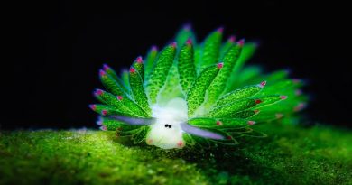 Sea Slugs