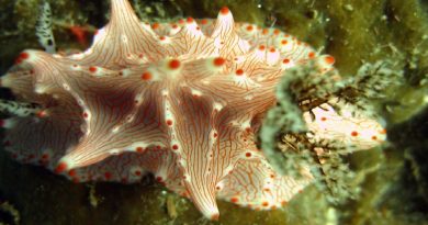 Batangas Nudibranch