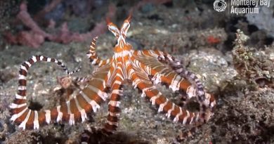 Wunderpus Photogenicus Octopus