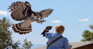 Largest Bird