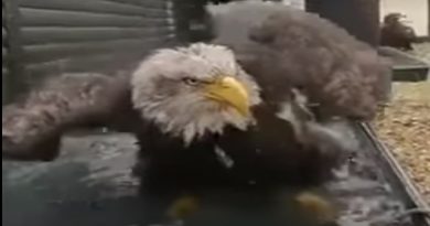 Catches Dirty Eagle