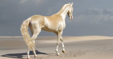 Meet The Rare Creature People Are Calling ‘The Most Beautiful Horse In The World’