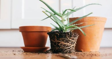How To Repot