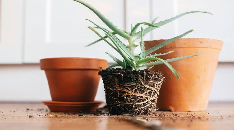How To Repot