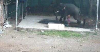 Elephant SITS Man