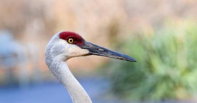 Crane In My Backyard