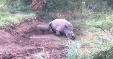 Rhino Filmed Suckling