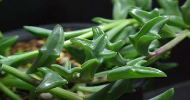 Senecio peregrinus ‘Dolphin