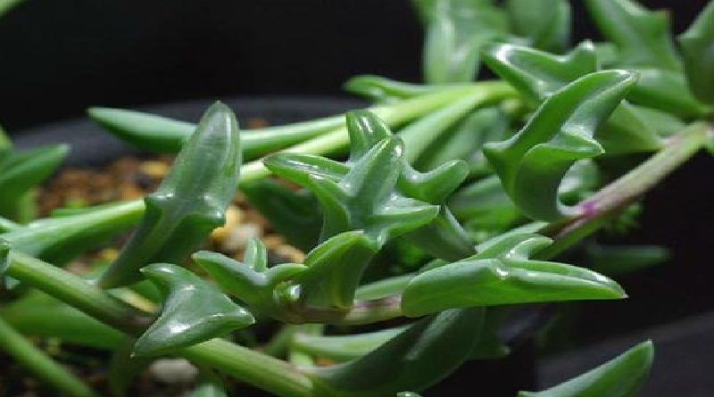 Senecio peregrinus ‘Dolphin