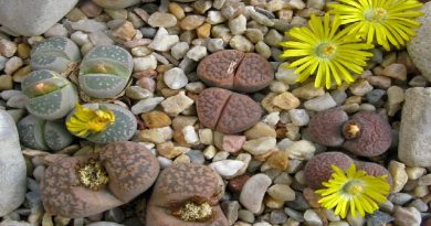 Lithops Growing