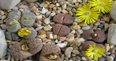 Lithops Growing