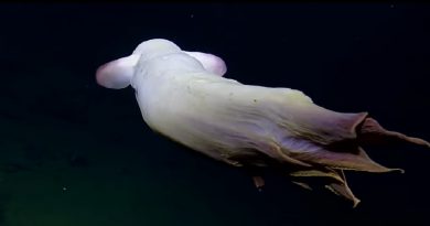 Ghostly Dumbo Octopus
