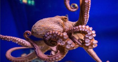 Octopus Lost Its Shell