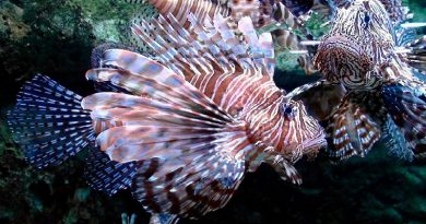 Lionfish Turkeyfish