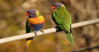 Lorikeet Bird
