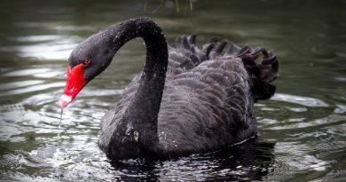 Black Swan