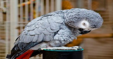 Parrot