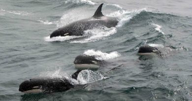 New Killer Whale