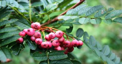 Mountain Ash “Sorbus”