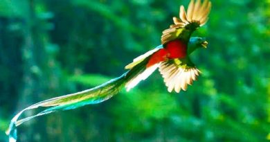 Beautiful Bird Resplendent Quetzal