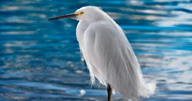 Gorgeous Snowy Egret