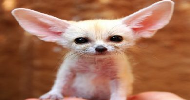 Fennec Fox