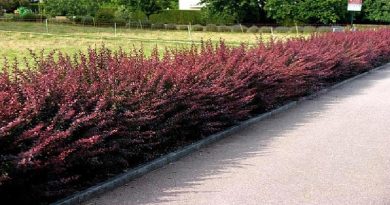 Barberry (Berberis)