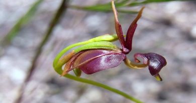 The Flying Duck Orchid